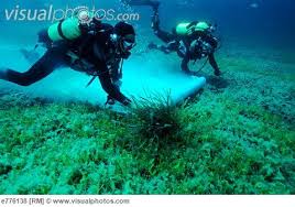 Caulerpa taxifolia Med Sea 3
