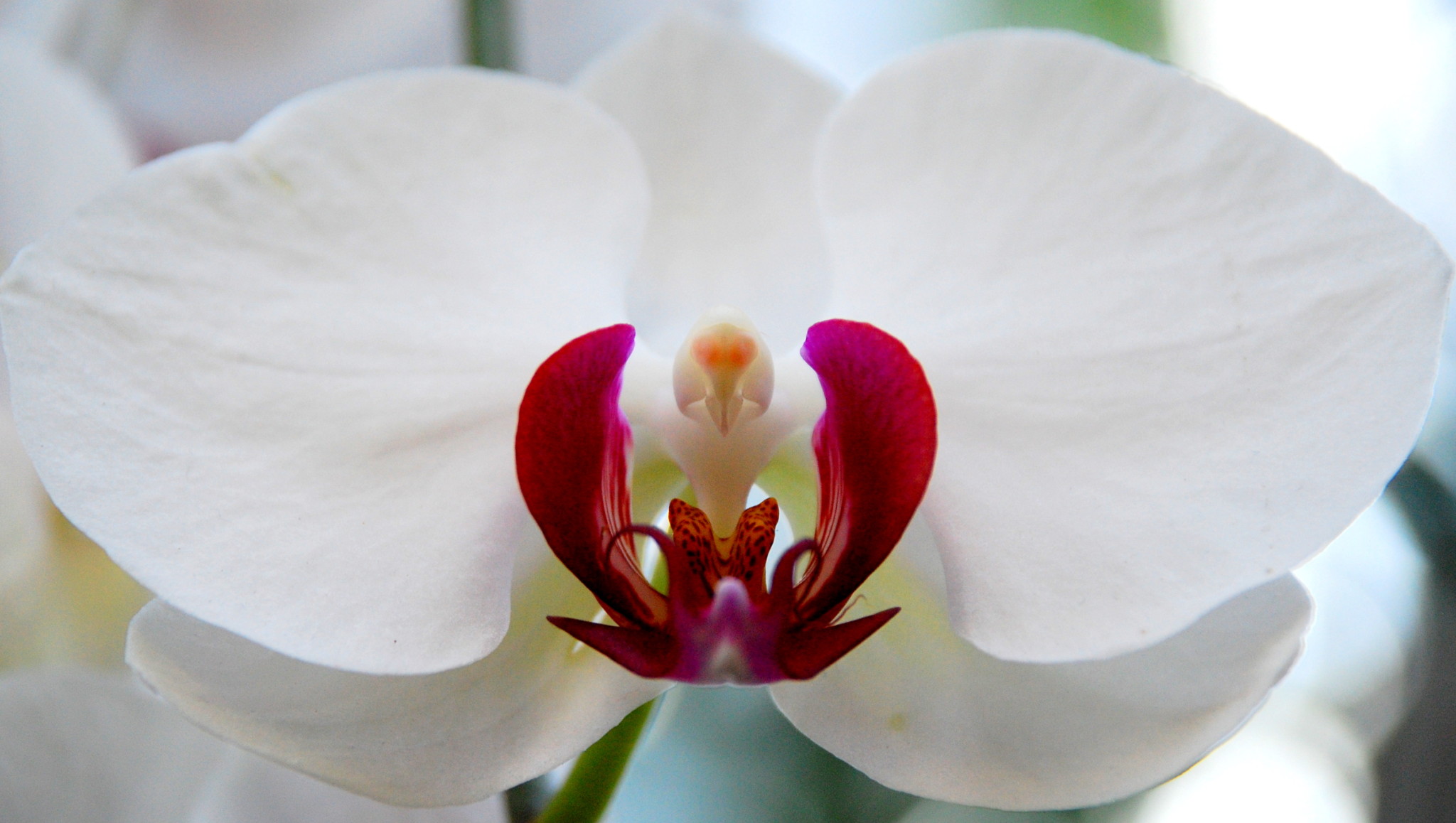 White_Orchid1